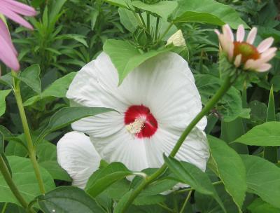 Hibiscus syriacus 'Red Heart'