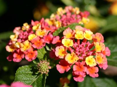 Lantana