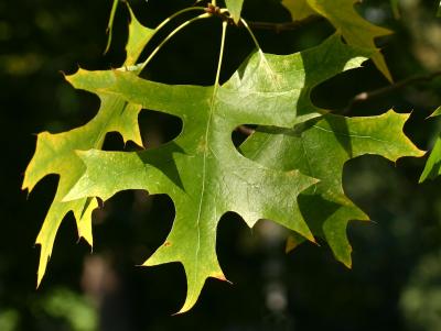 Oak Foliage