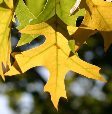 Oak Foliage