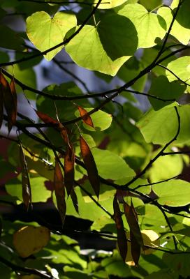 Cercis Foliage & Seed Pods