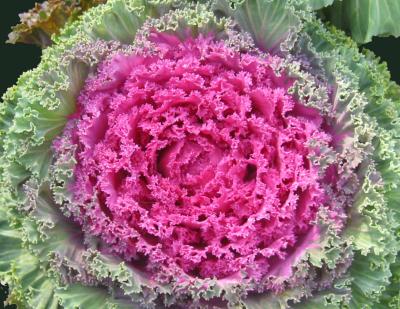 Ornamental Cabbage