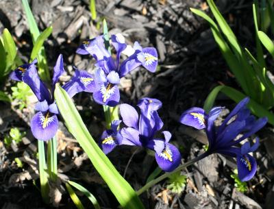 Miniature Blue Irises W 10th Street