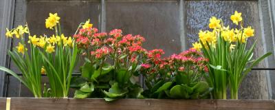 Spring Window Flower Box