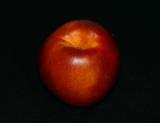 California Nectarine