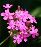 Phlox