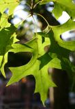 Oak Foliage