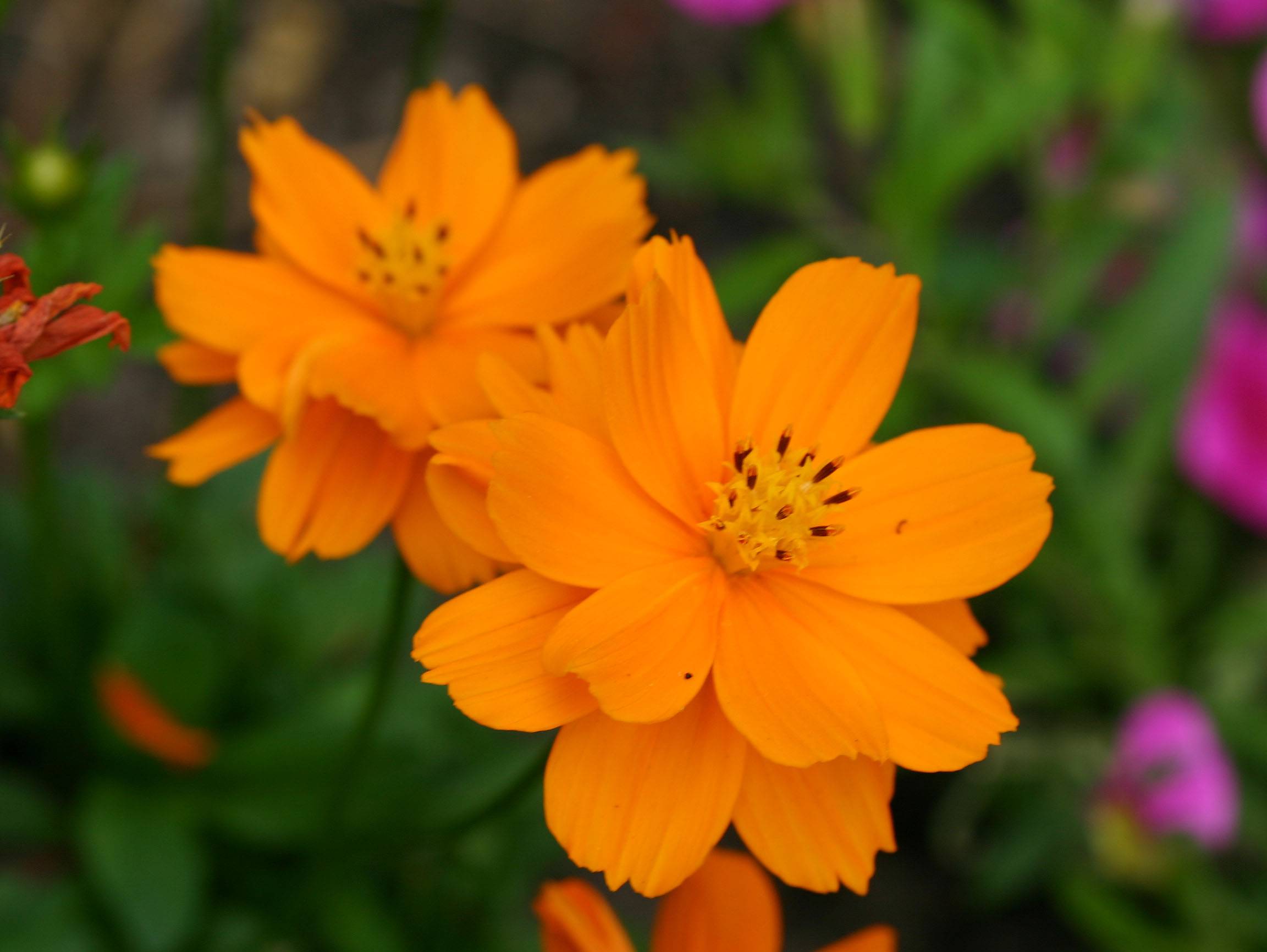 Orange Coreopsis Asters