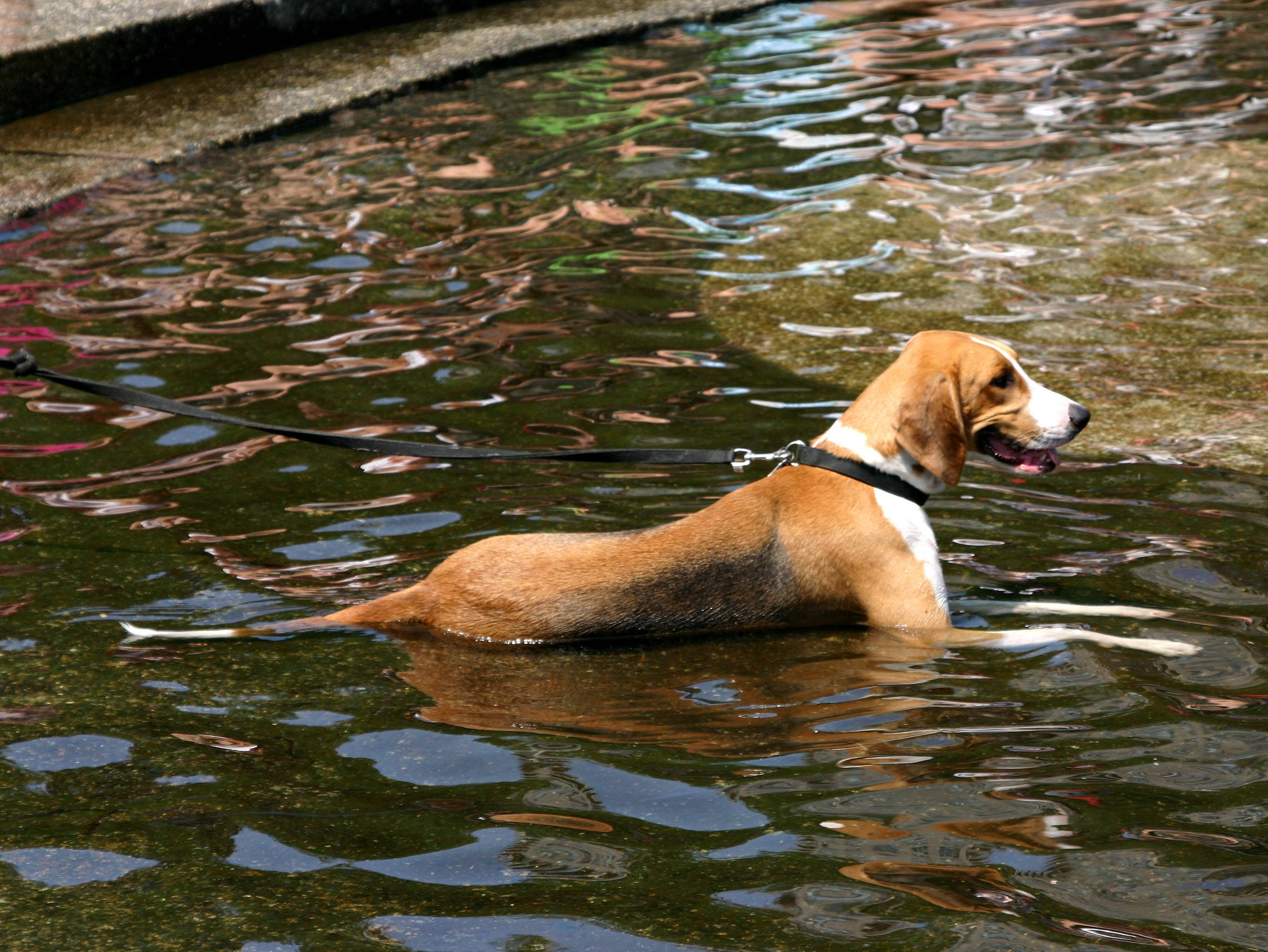 Dog Days at Washington Sq Fountain