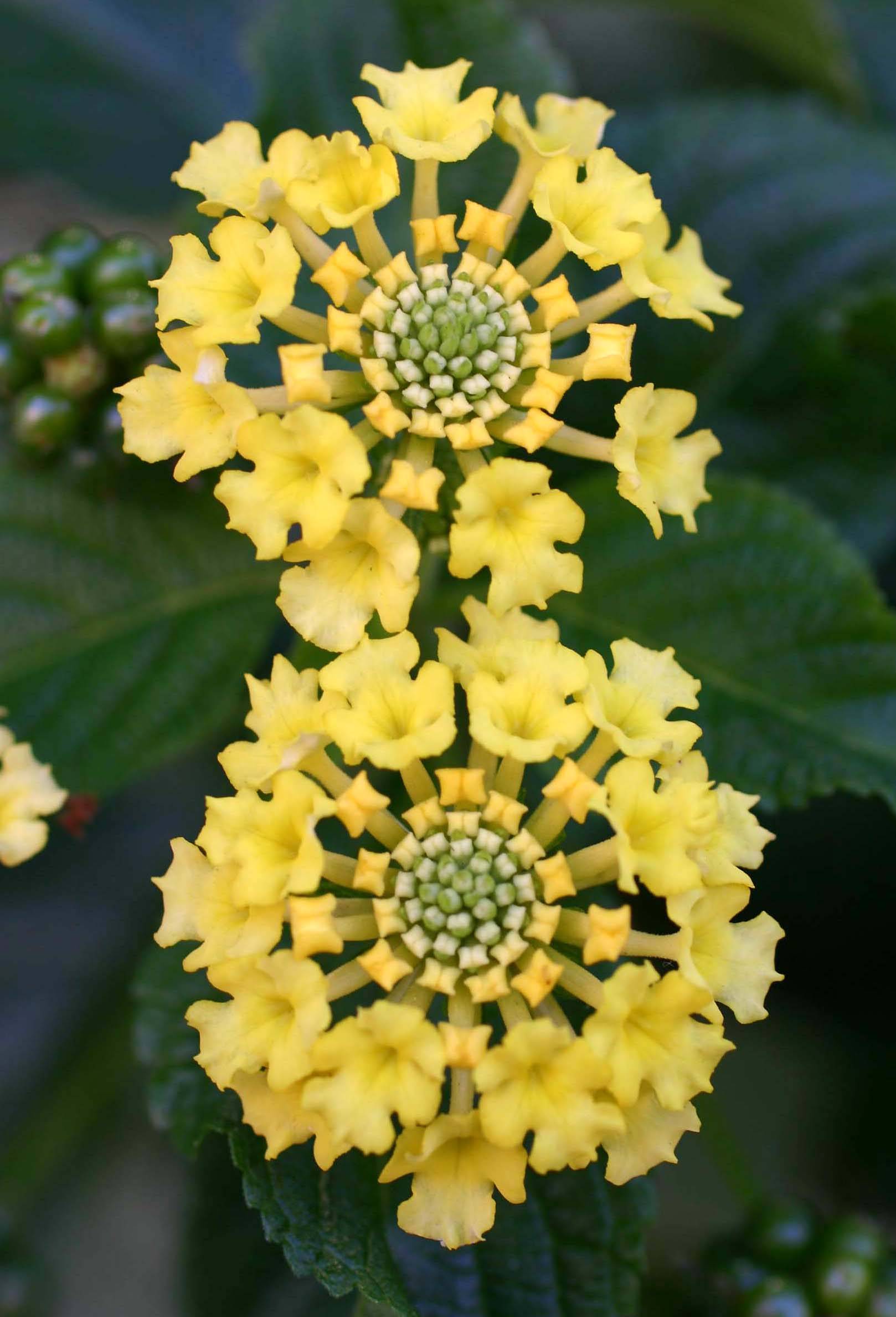  Lantana