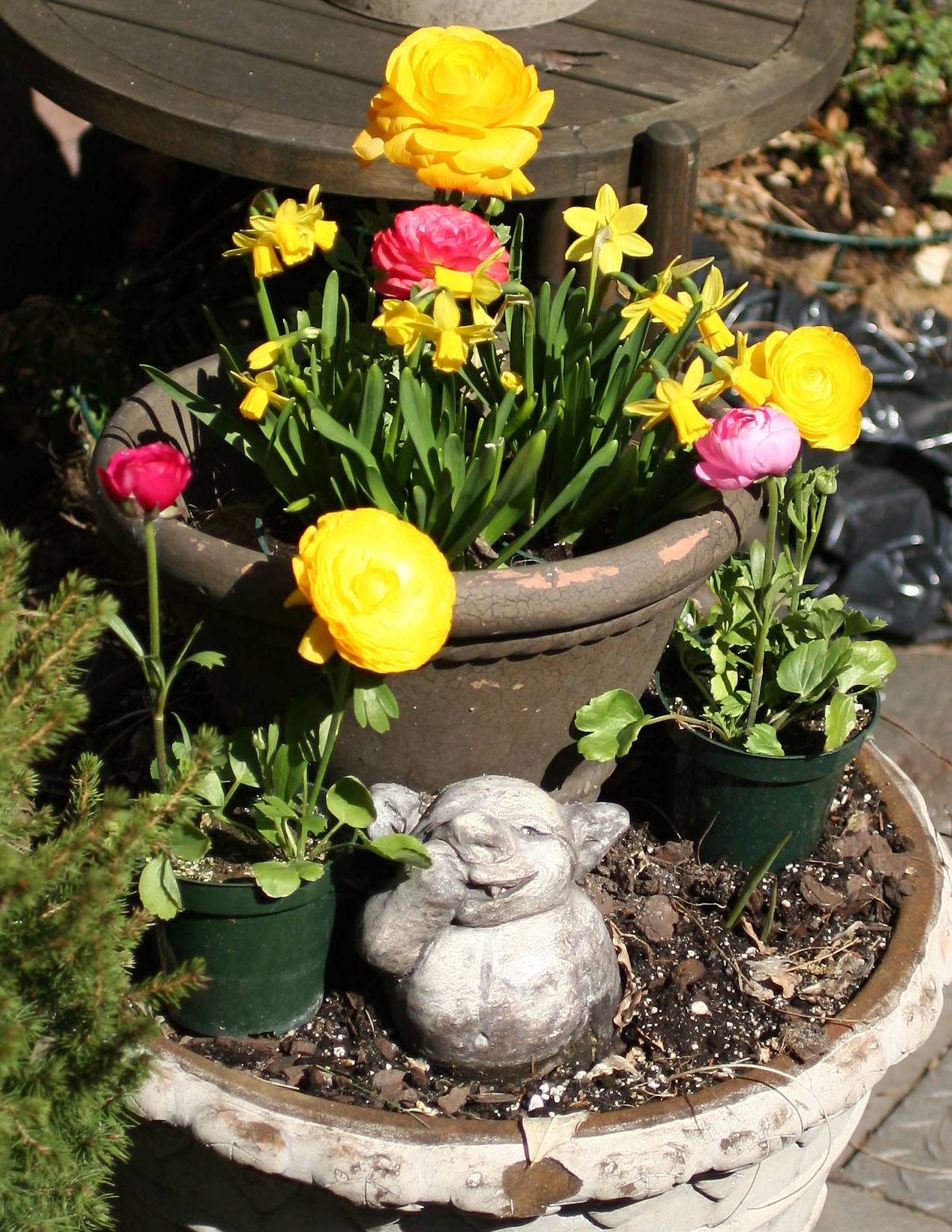 Ranunculus