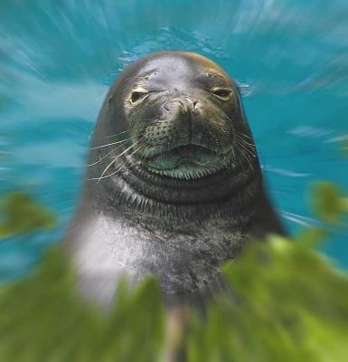 Hauty Seal