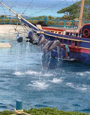 Dolphin Fun