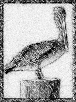 Pelican Sketch