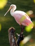 Spoonbill