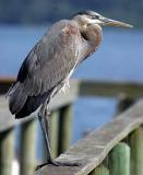 Heron fishing from pier