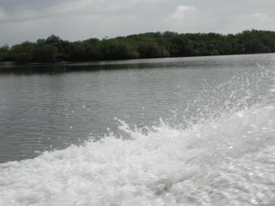 Bootsfahrt durch Mangrovensmpfe