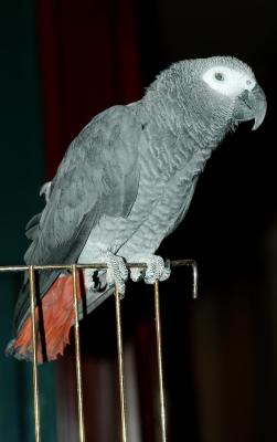 u34/holopain/medium/22665582.Psittacuserithacus.jpg