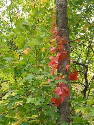 Autumn leaves White Mountains