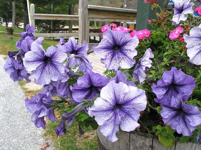 Flowers Loon White Mountains