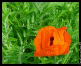 Lone Poppy