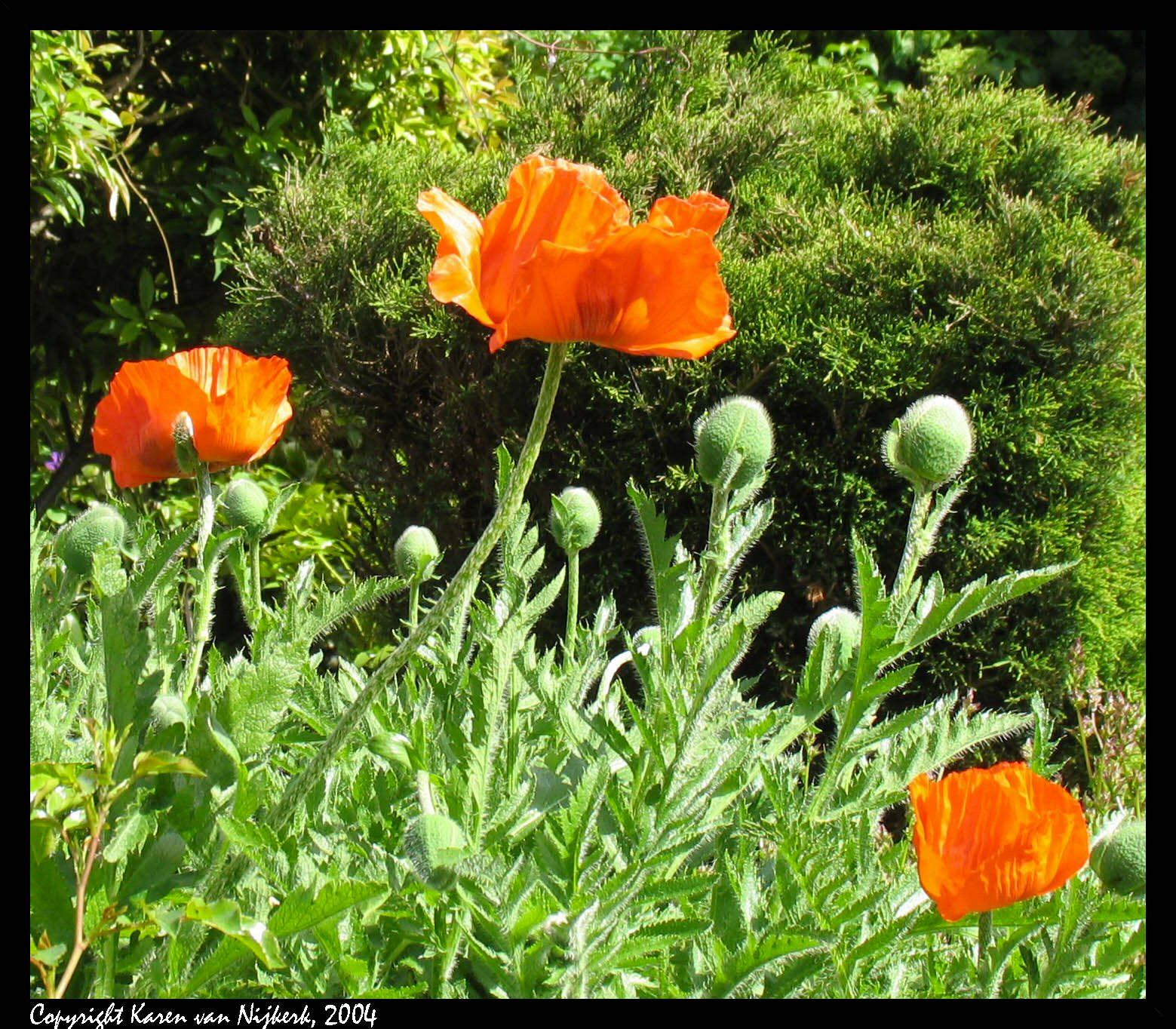 Three Poppies