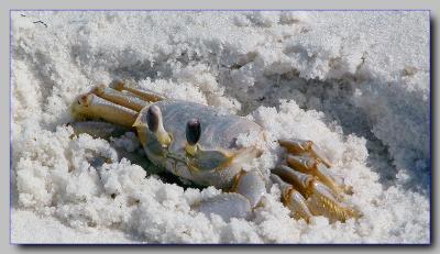 crab