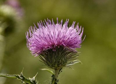 Bugs, Butterflies & Wildflowers