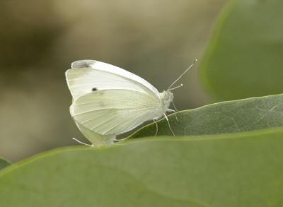 DSC_4757.jpg