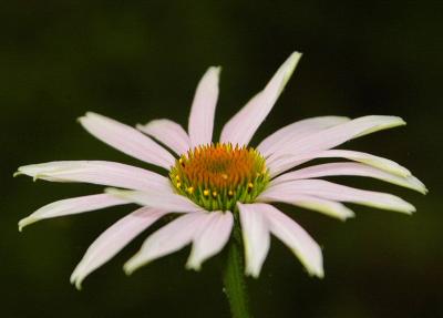 DSC_4800a.jpg