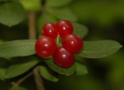 DSC_4807.jpg