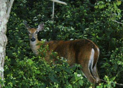 DSC_6374.jpg