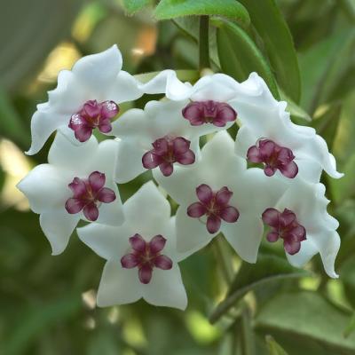 Hoya bella