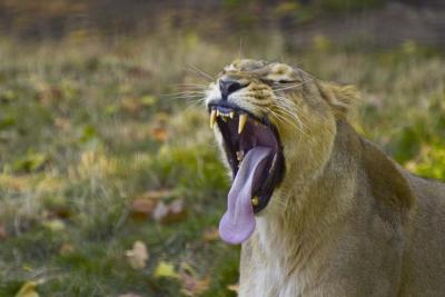 lion yawning.jpg