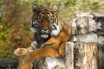 sitting tiger.jpg