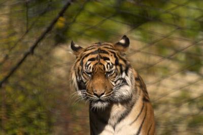 thinking tiger.jpg