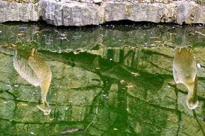 reflets plicansIMG01563.jpg