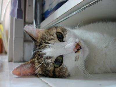 u34/icky/medium/34777075.kitty2.jpg