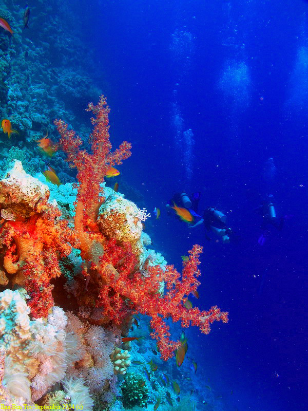 Divers at the Woodhouse Reef