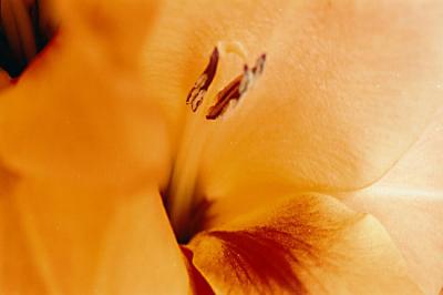 u34/ilanphoto/medium/22600901.AA_112795_011A.jpg
