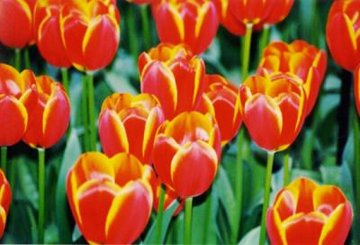 u34/ilanphoto/medium/22600910.Tulip2.jpg