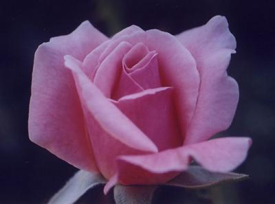 u34/ilanphoto/medium/22600926.rose.jpg