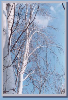 u34/ilanphoto/medium/22600927.tree91331.jpg