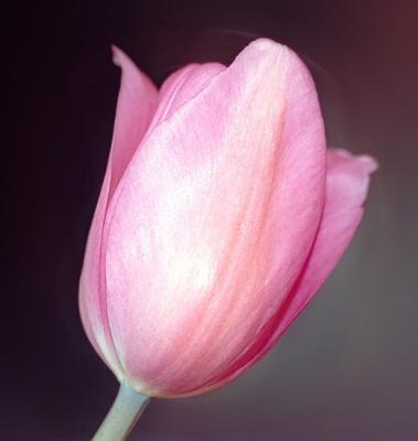 u34/ilanphoto/medium/22600929.tulip5.jpg
