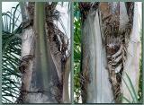 palm-tree-1.jpg
