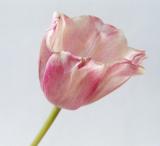 tulip-30.jpg