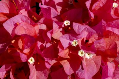 u34/imageiseverything/medium/34747106.redflowersaRGB.jpg