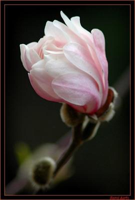 magnolia