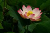lotus_flowers