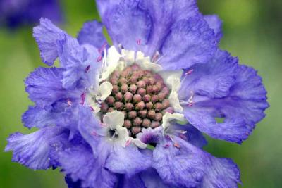 080704d scabiosa 5mo.jpg